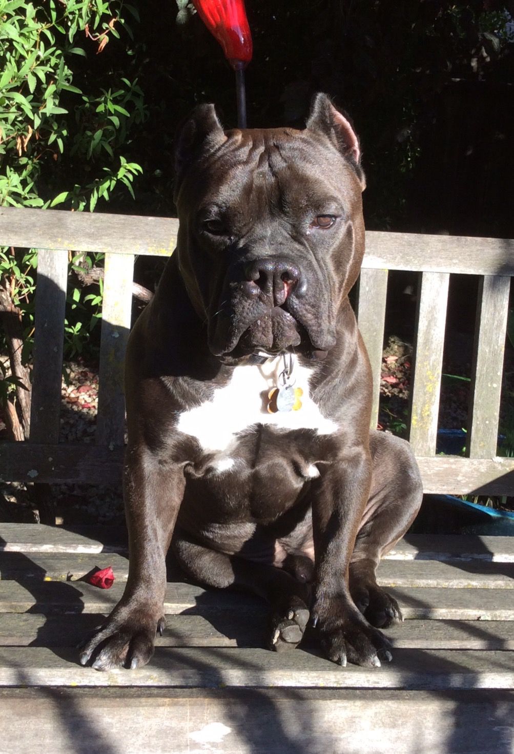 Pic of the Litter: Otis
